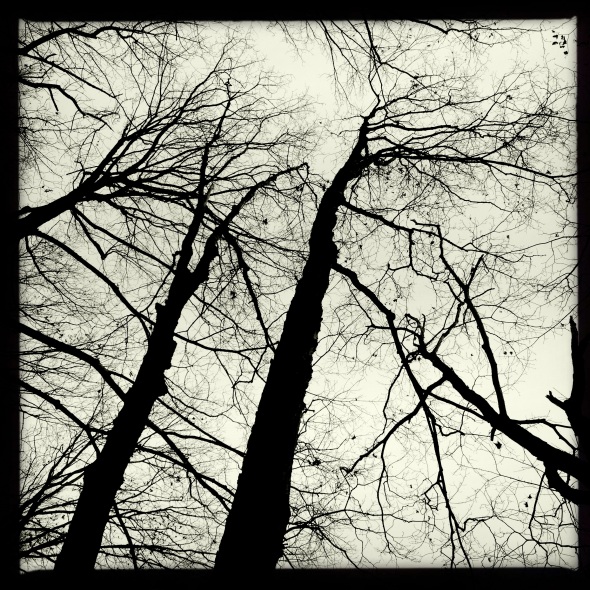 After storm / leafless woods waving / bare branches. Haikumages