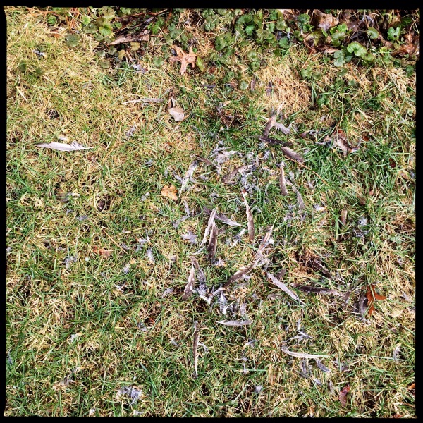 Crime scene discovered / where mourning dove likely met / its feathery end. Haikumages