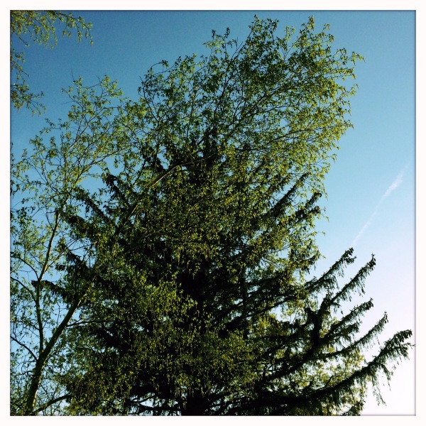 The white birch / in bloom, photobombs / the giant spruce. // haikumages