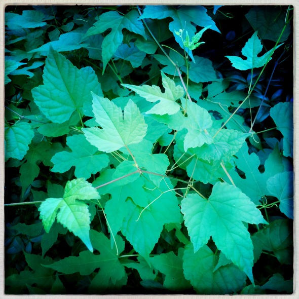 Wild grapevines / ate the yard when I / looked away. // haikumages