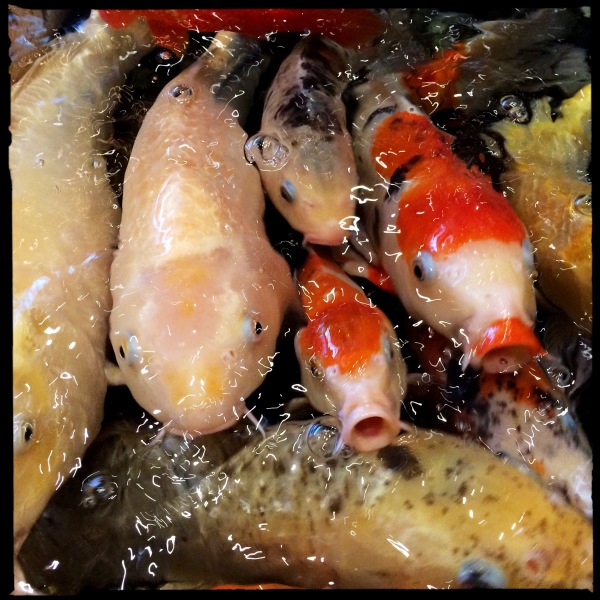 There is nothing coy / about appetites, desires / of ravenous koi. // haiku - haikumages