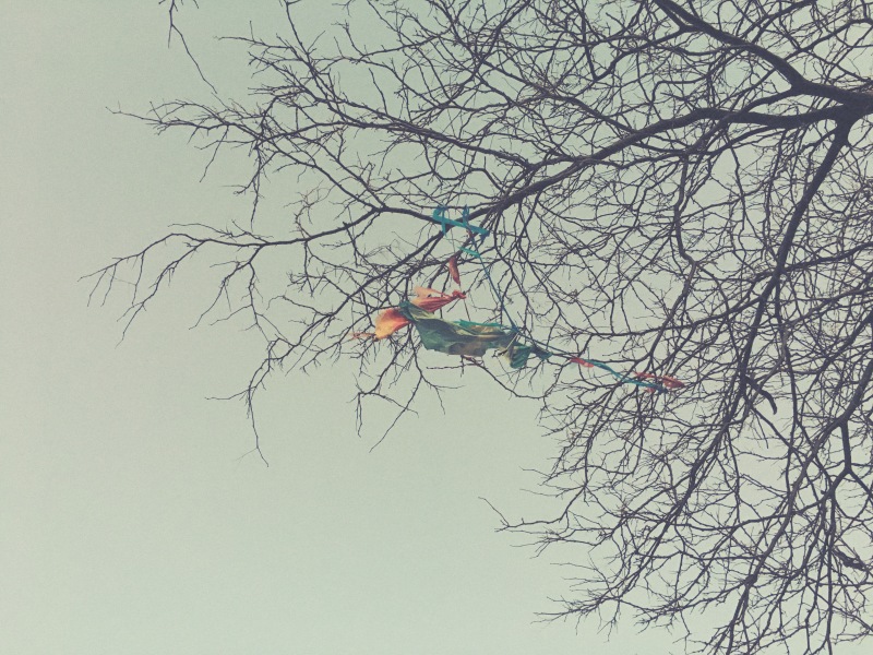 Late autumn reveals / the summer kite whose journey / ended in a tree. // haiku - micropoetry - haikumages