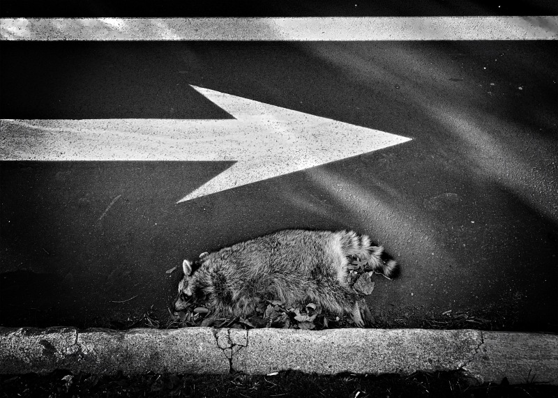 Unfavored by fate / the recalcitrant raccoon / who walked the wrong way. // micropoetry - haiku - haikumages